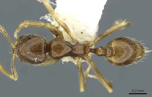 Syllophopsis malamixta specimen CASENT0911197 image casent0911197_1