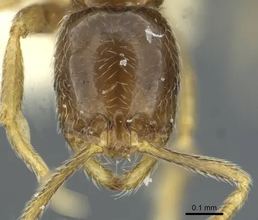 Syllophopsis malamixta specimen CASENT0911197 image casent0911197_2