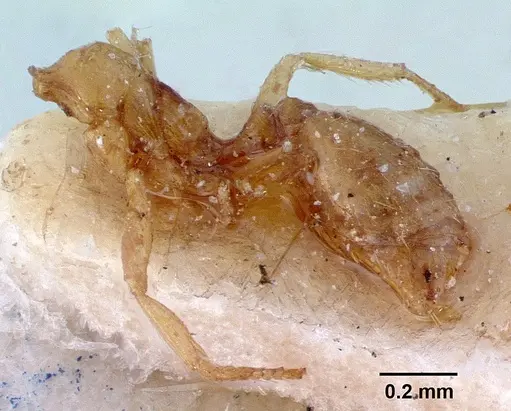 Syllophopsis modesta specimen CASENT0010824 image casent0010824_3