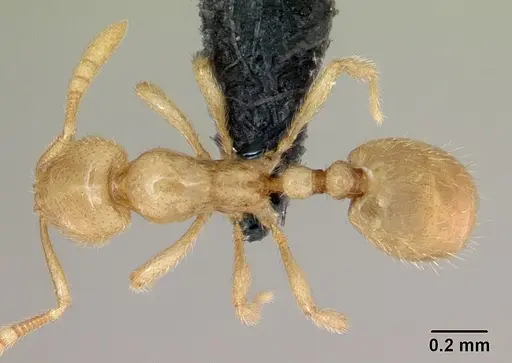 Syllophopsis modesta specimen CASENT0026710 image casent0026710_1