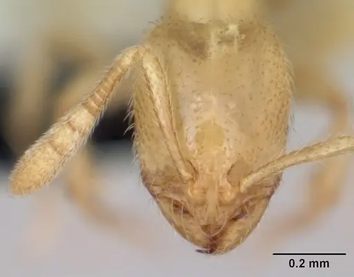Syllophopsis modesta specimen CASENT0026710 image casent0026710_2