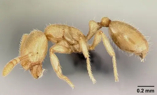 Syllophopsis modesta specimen CASENT0026710 image casent0026710_3