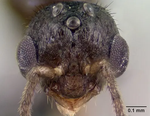 Syllophopsis modesta specimen CASENT0135642 image casent0135642_2
