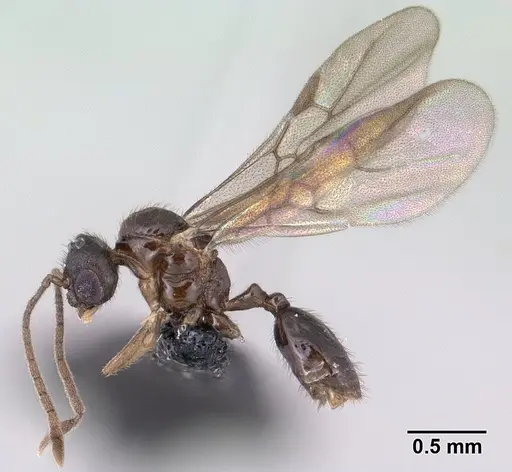 Syllophopsis modesta specimen CASENT0135642 image casent0135642_3