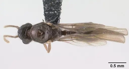 Syllophopsis modesta specimen CASENT0135643 image casent0135643_1
