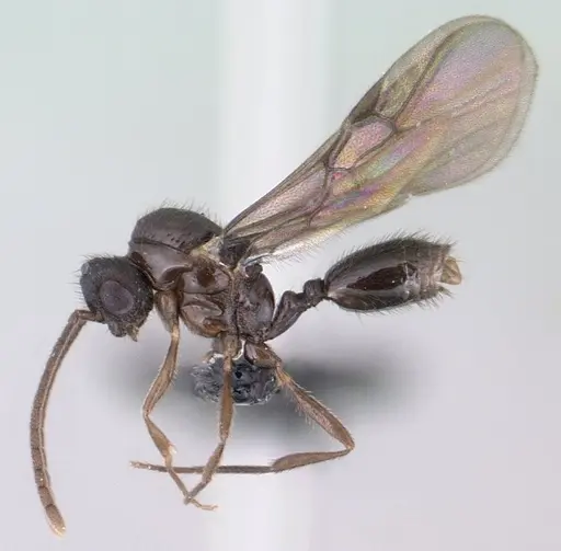 Syllophopsis modesta specimen CASENT0135643 image casent0135643_4