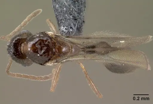 Syllophopsis modesta specimen CASENT0138538 image casent0138538_1