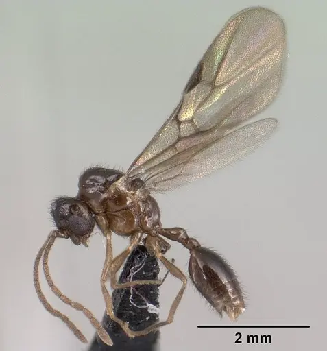 Syllophopsis modesta specimen CASENT0138538 image casent0138538_3