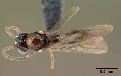 Syllophopsis modesta specimen CASENT0143686 image casent0143686_1