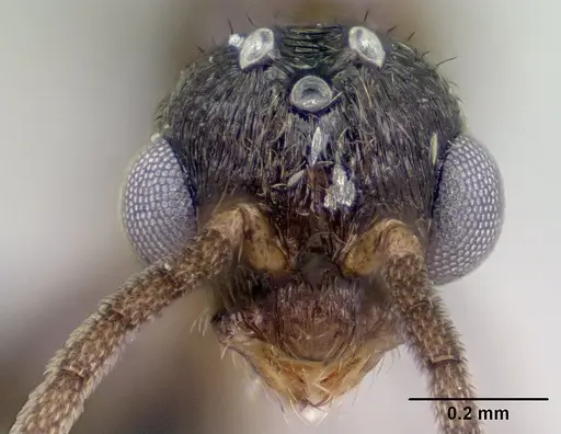 Syllophopsis modesta specimen CASENT0143686 image casent0143686_3