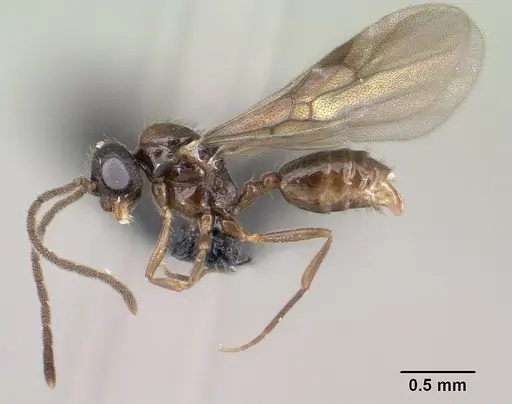 Syllophopsis modesta specimen CASENT0143686 image casent0143686_4