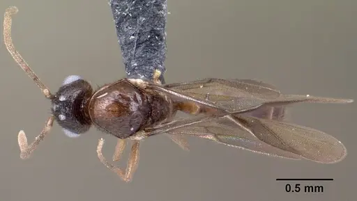 Syllophopsis modesta specimen CASENT0143818 image casent0143818_1