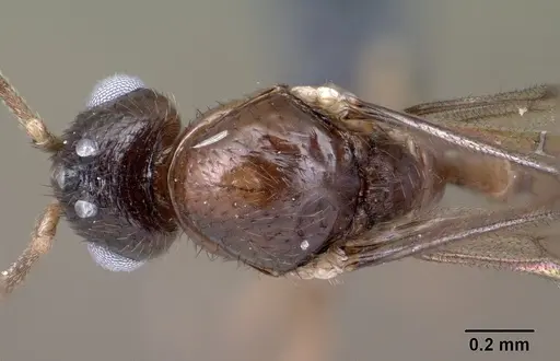 Syllophopsis modesta specimen CASENT0143818 image casent0143818_2