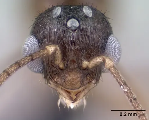 Syllophopsis modesta specimen CASENT0143818 image casent0143818_3