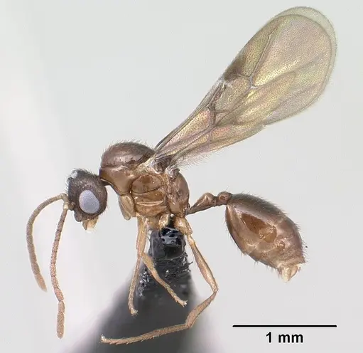 Syllophopsis modesta specimen CASENT0143818 image casent0143818_4