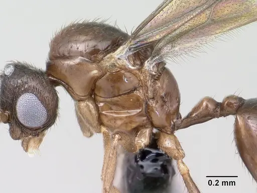 Syllophopsis modesta specimen CASENT0143818 image casent0143818_5
