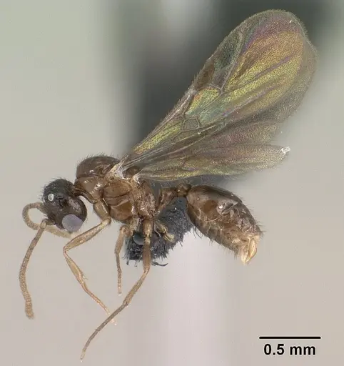 Syllophopsis modesta specimen CASENT0145114 image casent0145114_3