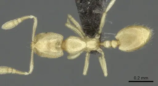 Syllophopsis modesta specimen CASENT0235527 image casent0235527_1