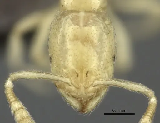 Syllophopsis modesta specimen CASENT0235527 image casent0235527_2