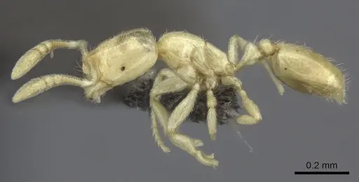 Syllophopsis modesta specimen CASENT0235527 image casent0235527_3