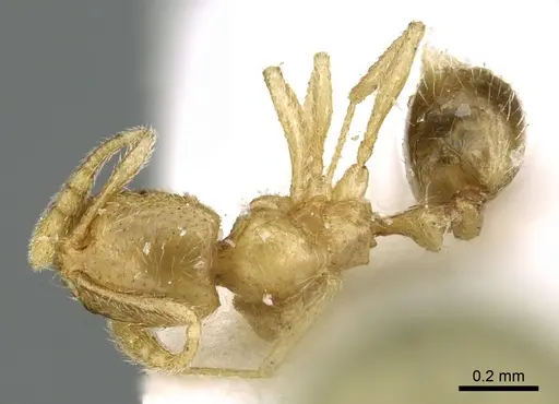 Syllophopsis saudiensis specimen CASENT0906341 image casent0906341_1