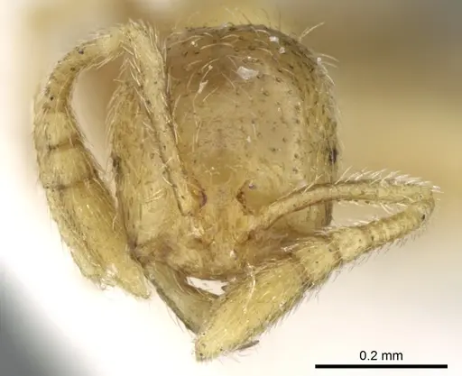 Syllophopsis saudiensis specimen CASENT0906341 image casent0906341_2