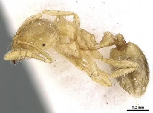 Syllophopsis saudiensis specimen CASENT0906341 image casent0906341_3