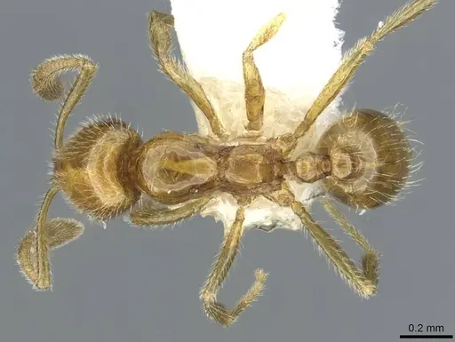 Syllophopsis sersalata specimen CASENT0911198 image casent0911198_1