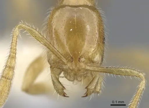 Syllophopsis thrascolepta specimen CASENT0902228 image casent0902228_2