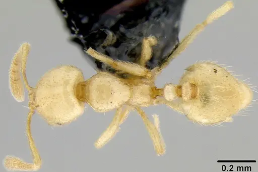 Syllophopsis vitiensis specimen CASENT0171040 image casent0171040_1