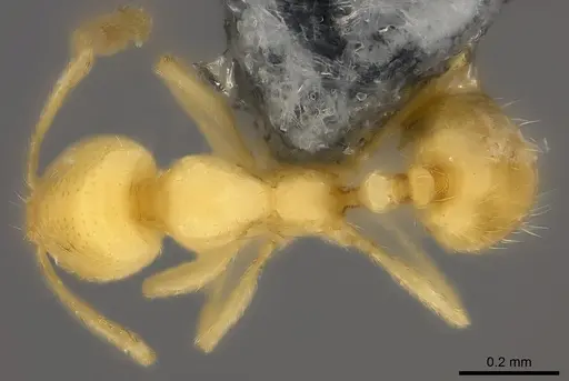Syllophopsis vitiensis specimen CASENT0181872 image casent0181872_1