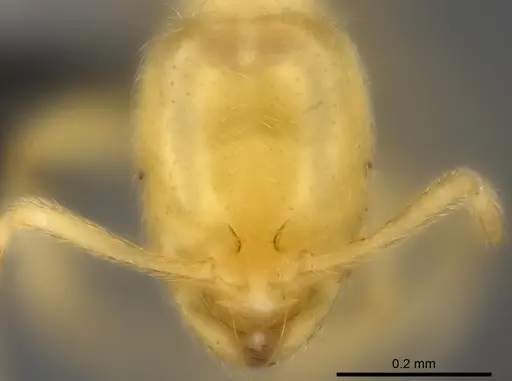 Syllophopsis vitiensis specimen CASENT0181872 image casent0181872_2