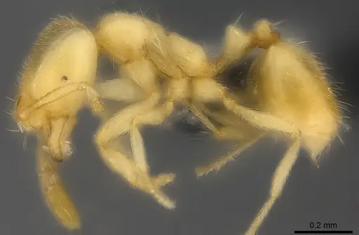 Syllophopsis vitiensis specimen CASENT0181872 image casent0181872_3