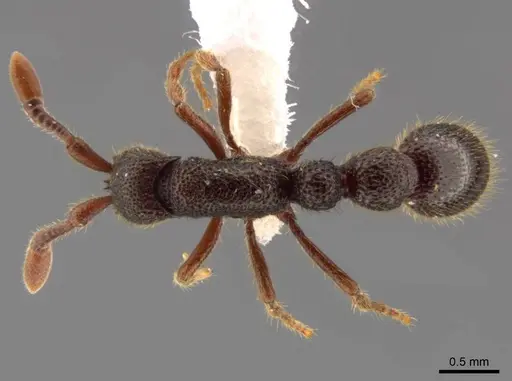 Syscia amblyogyna specimen CASENT0612527 image casent0612527_1
