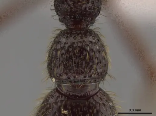 Syscia amblyogyna specimen CASENT0612527 image casent0612527_2