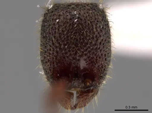 Syscia amblyogyna specimen CASENT0612527 image casent0612527_3