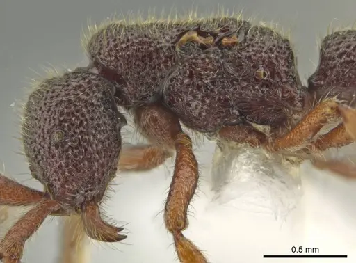 Syscia amblyogyna specimen CASENT0612570 image casent0612570_1