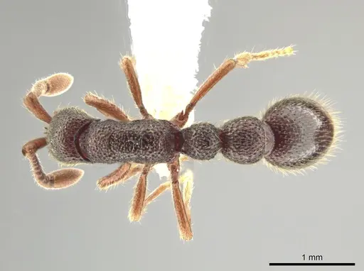 Syscia amblyogyna specimen CASENT0644402 image casent0644402_1