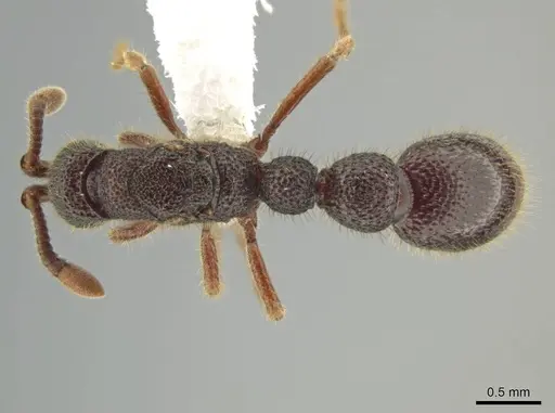 Syscia amblyogyna specimen CASENT0644403 image casent0644403_1