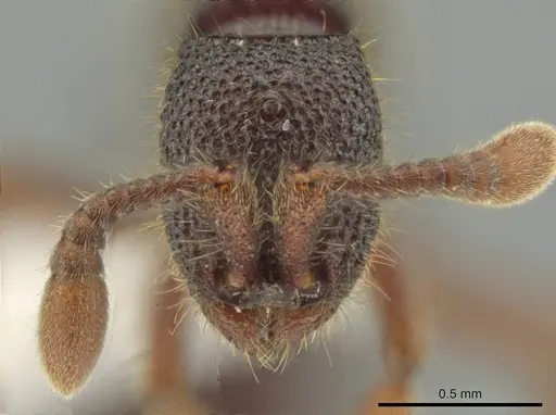 Syscia amblyogyna specimen CASENT0644403 image casent0644403_2