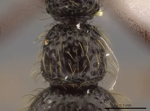 Syscia atitlana specimen CASENT0603108 image casent0603108_2