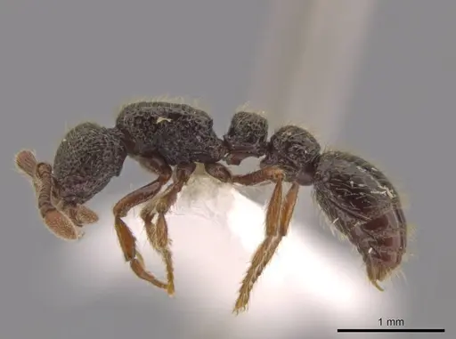Syscia atitlana specimen CASENT0603108 image casent0603108_4