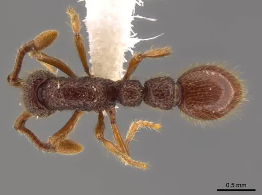 Syscia atitlana specimen CASENT0610019 image casent0610019_1