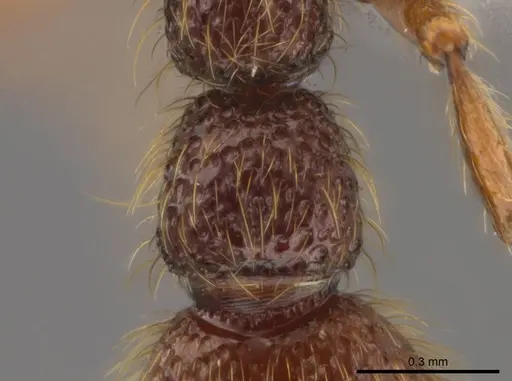 Syscia atitlana specimen CASENT0610019 image casent0610019_2