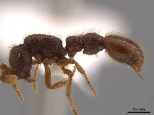 Syscia atitlana specimen CASENT0610019 image casent0610019_4