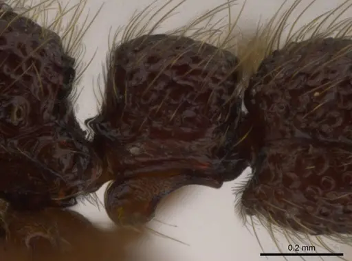 Syscia atitlana specimen CASENT0610019 image casent0610019_5