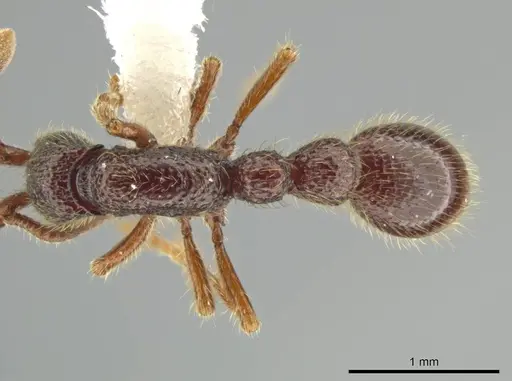 Syscia atitlana specimen CASENT0611764 image casent0611764_1