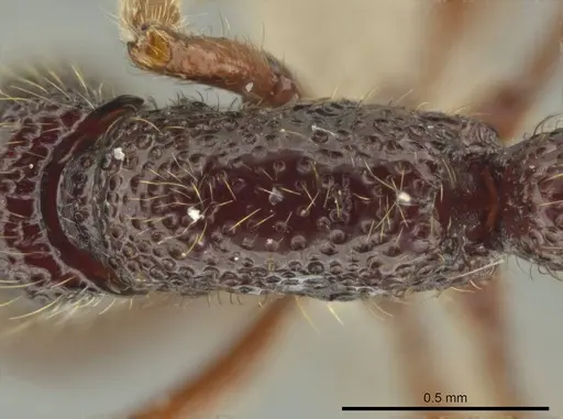 Syscia atitlana specimen CASENT0611764 image casent0611764_2