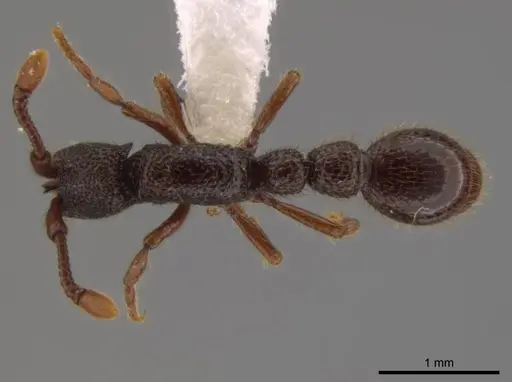 Syscia atitlana specimen CASENT0612933 image casent0612933_1