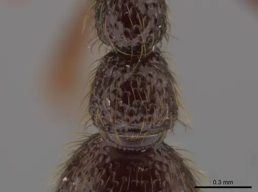 Syscia atitlana specimen CASENT0612933 image casent0612933_2